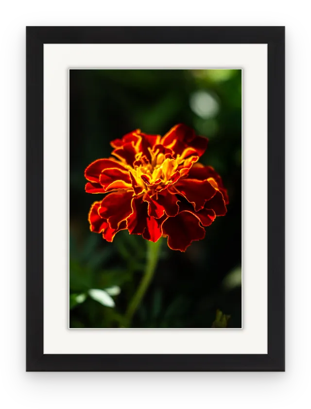 The marigold photograph shown in a black frame with a wide white mat