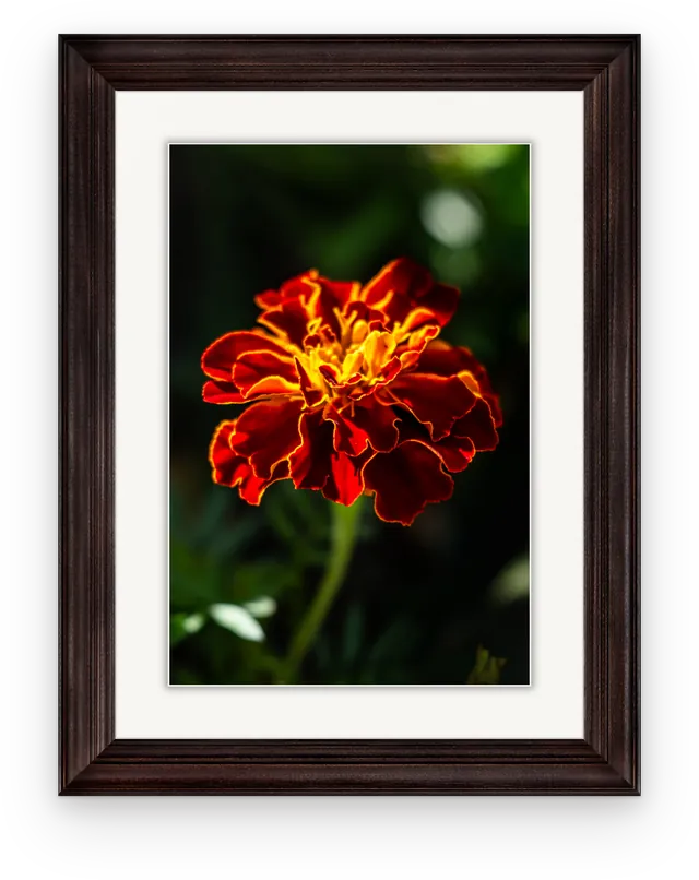 A photograph of a red and gold marigold, shown framed in dark walnut with a white mat